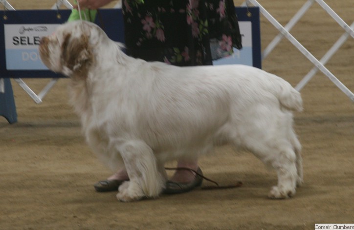 Clumber Spaniel: Ch Flyaway Creswick Corsair