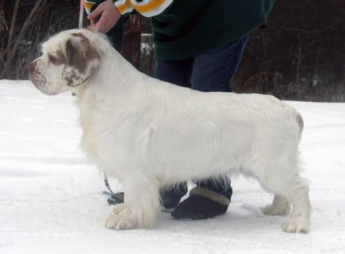 Clumber Spaniel: Chequamegon Bootlegger of Woodsman