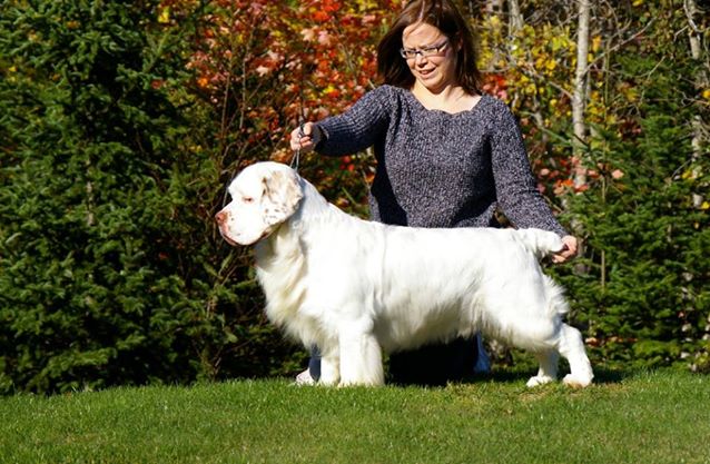 Clumber Spaniel: CKC CH Whidbey's Charleston Chew